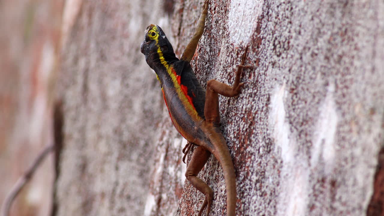 Lava Lizard on exposed rock in rainforest of Madidi, Bolivia