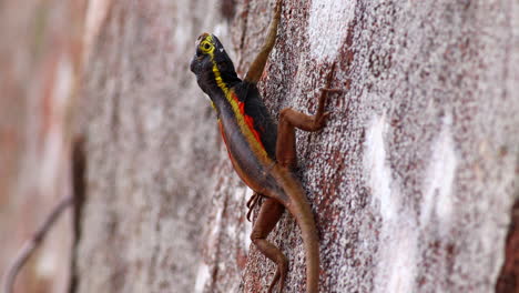 lava lizard on exposed rock in rainforest of madidi, bolivia