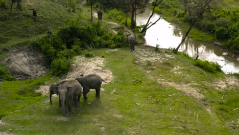 Eine-Luftaufnahme-Einer-Elefantenfamilie,-Die-Zusammengekauert-Ist,-Während-Die-Kamera-Nach-Oben-Schwenkt,-Um-Den-Dschungel-Zu-Sehen,-Den-Sie-Ihr-Zuhause-Nennen