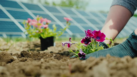man plants flowers in soil solar panels in the background