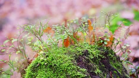 Golden-Oak-leaves-scattered-along-the-riverbank