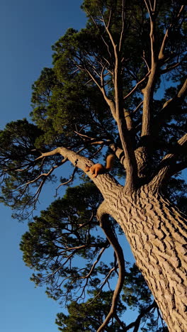 squirrel in a pine tree