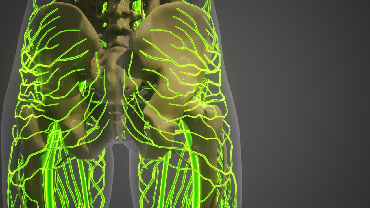 ciencia anatomía de los vasos sanguíneos humanos