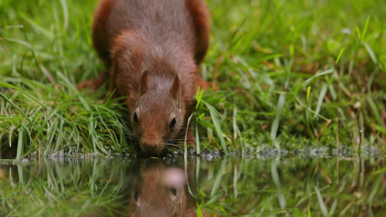 ardilla roja bebiendo en un estanque