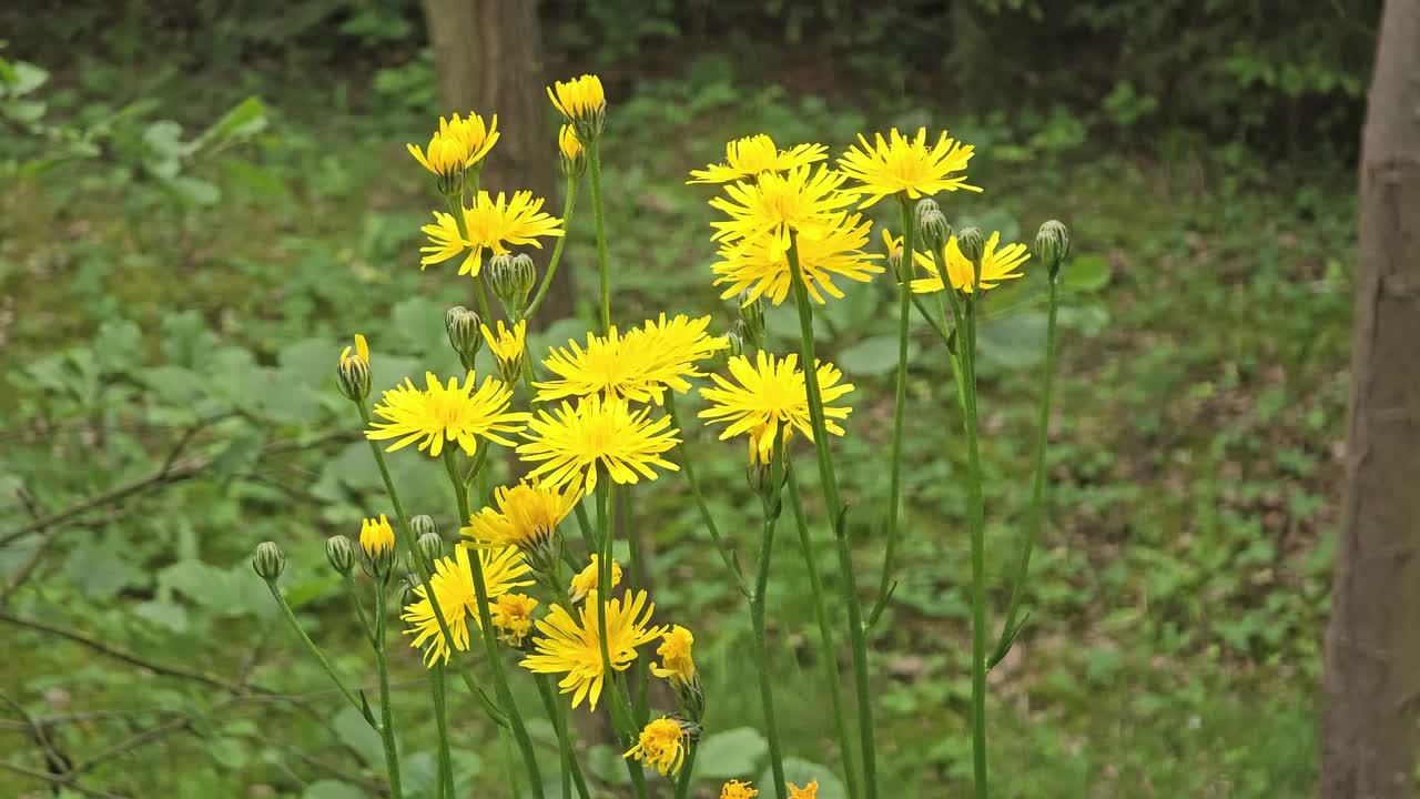 Fiori di tarassaco gialli nel giardino. Messa a fuoco selettiva.