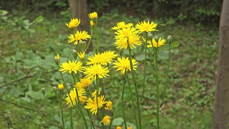 Gelbe-Löwenzahnblüten-Im-Garten.-Selektiver-Fokus