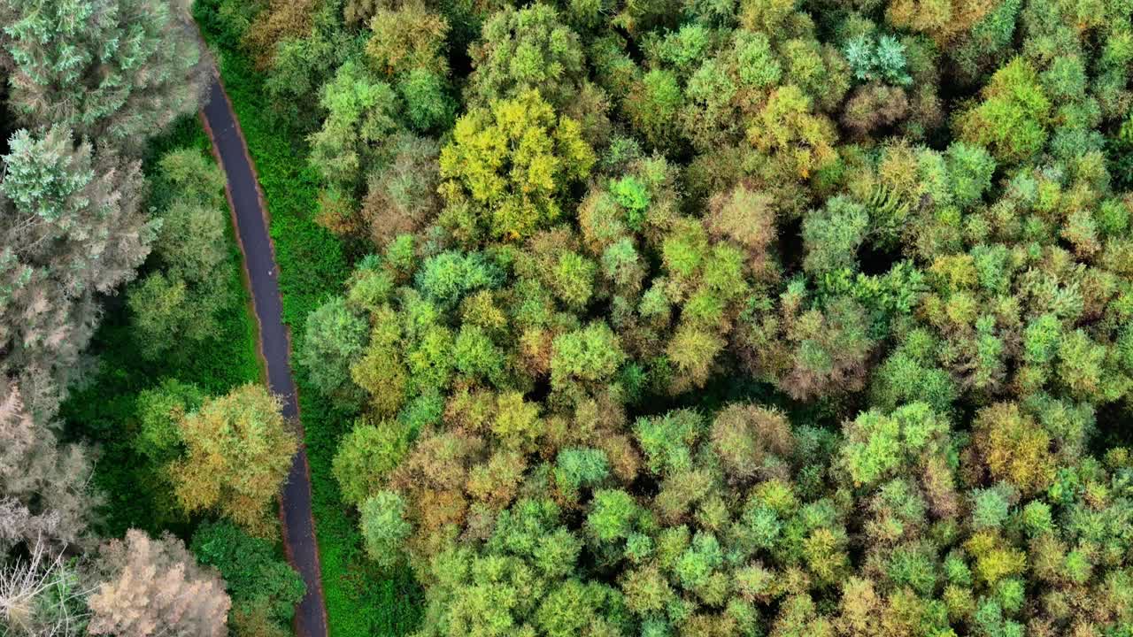Aerial bird’s-eye view of lush forest treetops with vibrant green foliage, showing natural woodland landscape and seasonal canopy textures