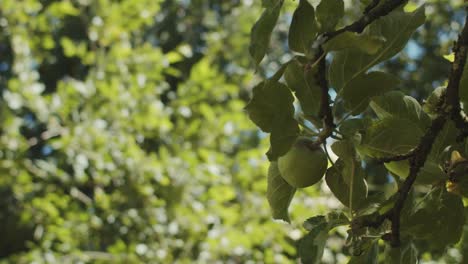 Close-up-of-an-unripe-apple-moving-through-the-wind-on-a-sunny-day