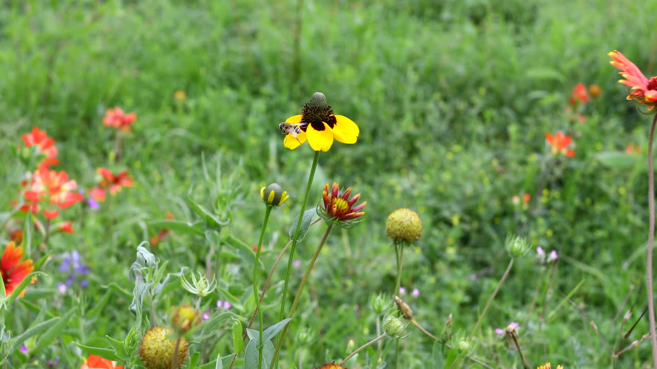 insecto en una flor silvestre amarilla en texas
