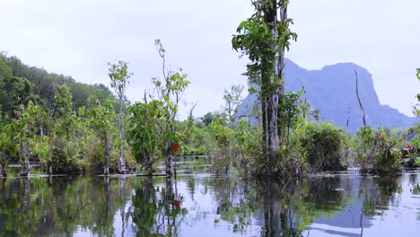 aventura panorámica en kayak en el canal de agua clara en krabi, tailandia