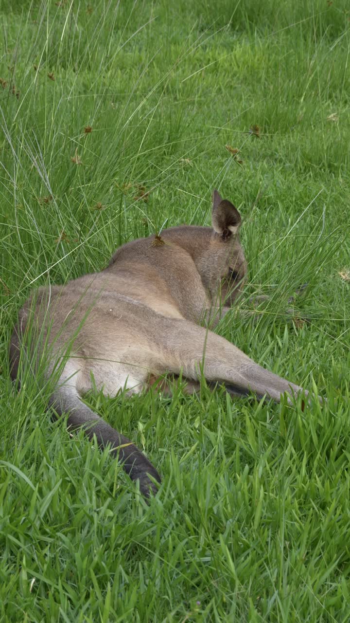 Closeup Of Eastern Grey Kangaroo Lying And Grazing On Lush Green Grass. Gold Coast, Queensland. vertical shot