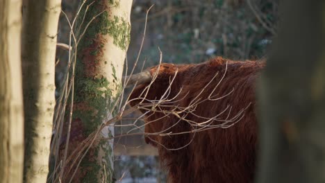 Highland-cow-behind-tree-twigs-in-winter-forest,-turned-with-back