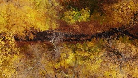 aerial forest in amazing autumn shades with road hiding under treetops