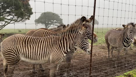 las cebras de grevy socializan en la cerca de una reserva de animales en peligro de extinción