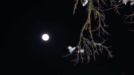 dry tree branch with snow and the full moon on black sky background at winter