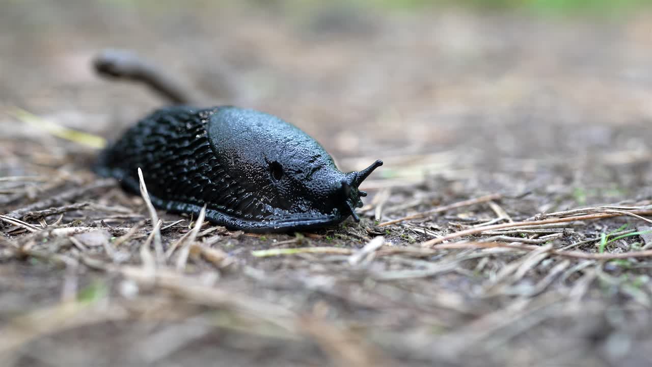 A crisp macro shot of a black slug (Arion ater) crawling toward the camera, its foot fringe gliding over pine needles on the Swedish forest floor.