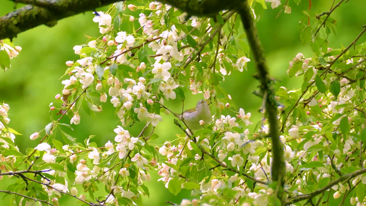 Tennessee Warbler, Philadelphia Vireo, Warbling Vireo, or Red-eyed Vireo hopping energetically among blooming branches, surrounded by vibrant flowers and greenery.