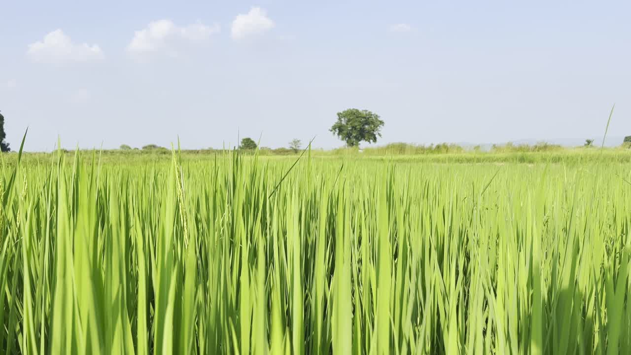 Wide static shot of a lush green rice field swaying in the breeze with a lone tree visible on the horizon