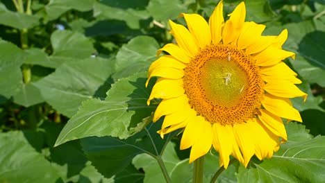 pan view close up on a blooming sunflower with honey bee collecting pollen