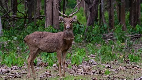 Der-Eldhirsch-Ist-Aufgrund-Von-Lebensraumverlust-Und-Jagd-Eine-Vom-Aussterben-Bedrohte-Art