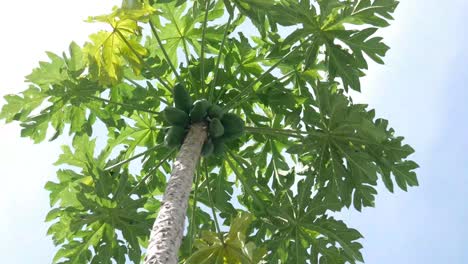 Big-green-papaya-on-tree,-bottom-view-against-blue-sky