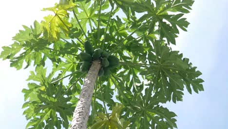 big green papaya on tree, bottom view against blue sky