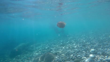 Camera-approaching-fried-egg-jellyfish-near-sea-water-surface-at-Mediterranean-sea