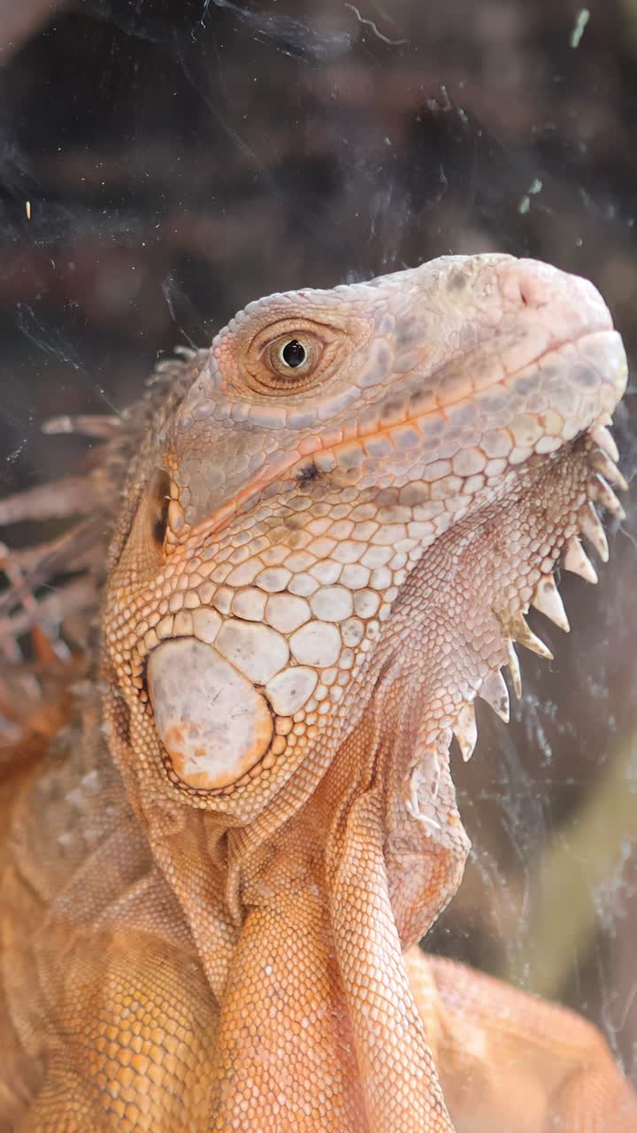 Un'iguana giallo dorato gira lentamente la testa all'interno di un terrario di vetro, con la luce naturale del giorno che illumina le sue squame texturizzate e lo sfondo del recinto.