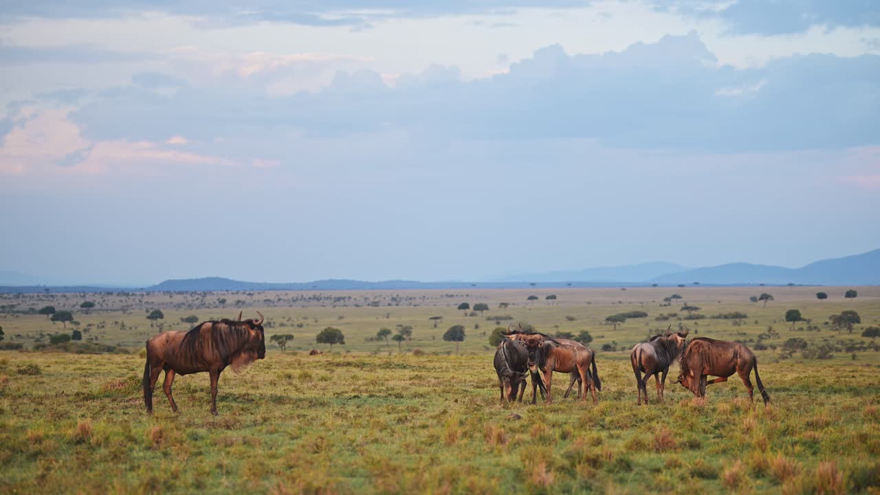 gnu pastando en la hierba en la temporada de lluvias bajo drásticos atardeceres tormentosos nubes de tormenta cielo, tormenta de lluvia y lluvia en áfrica, vida silvestre africana safari animales en las praderas de maasai mara