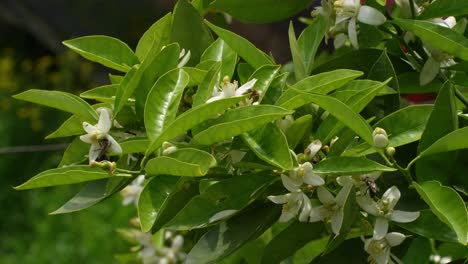 bees collecting nectar on white flowers of orange trees amidst green leaves in spring