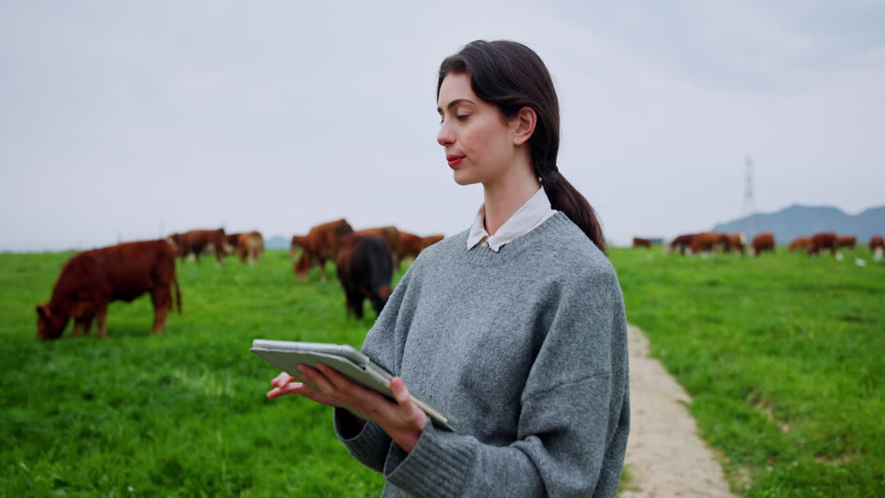 Donna con tablet in un campo con mucche