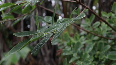 Droplets-of-water-clinging-to-leaves-in-the-morning
