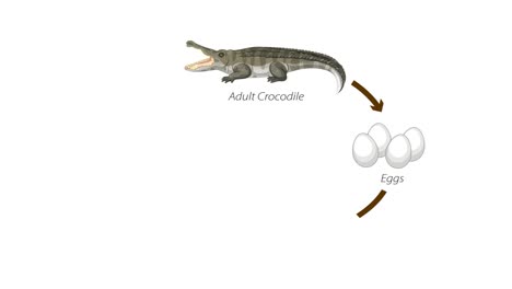 depicts stages of a crocodile's life cycle