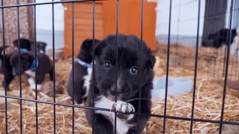 Einsamer-Border-Collie-Auf-Der-Suche-Nach-Aufmerksamkeit