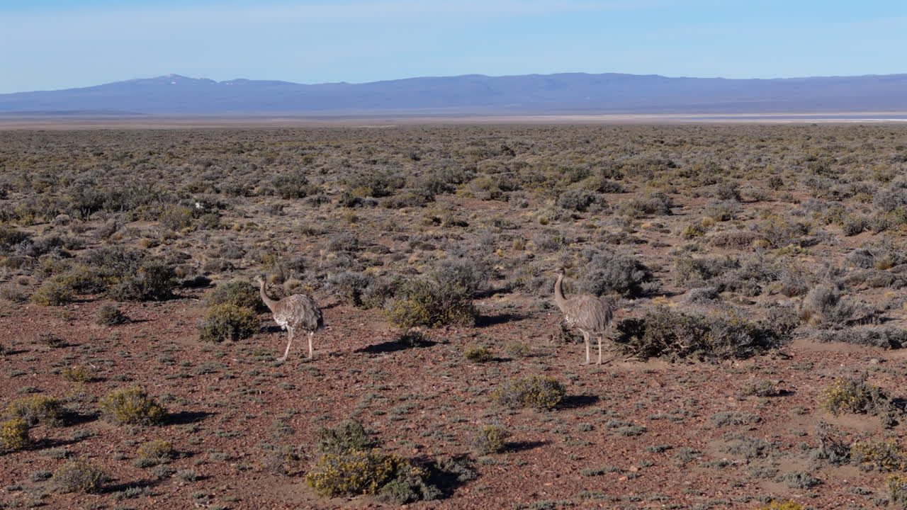 A couple of Rhea birds alone in the Patagonian desert.