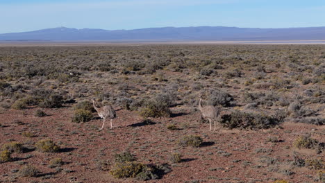 a couple of rhea birds alone in the patagonian desert.