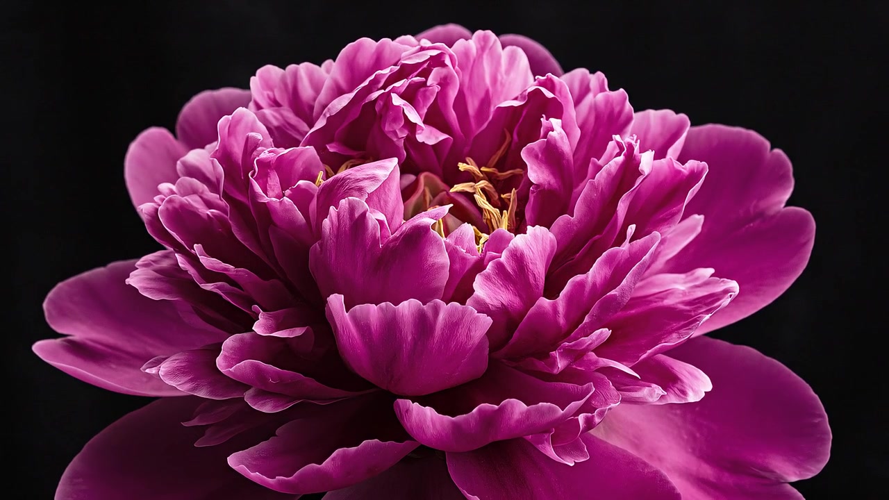 Fiore di peonia rosa vibrante isolato su sfondo scuro