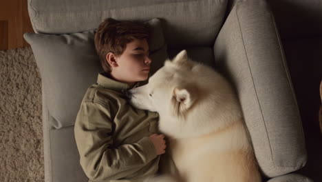 boy resting with his samoyed dog on a couch