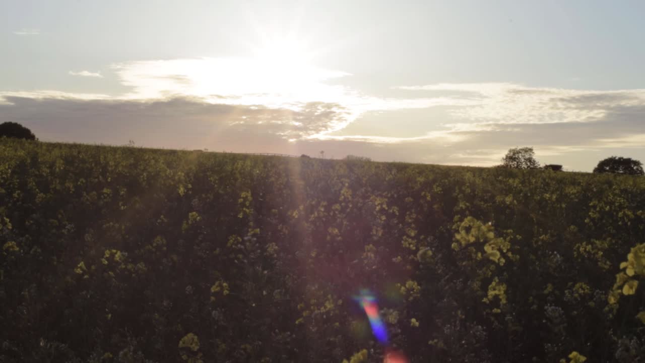 Landscape of rapeseed crop field with sunshine and clouds wide tilting shot
