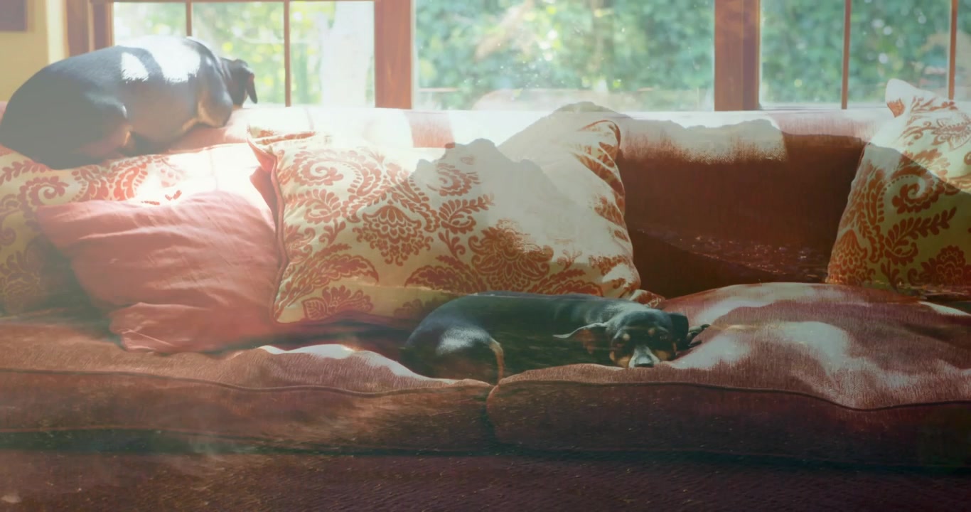Resting black-and-tan dog curling on sofa cushions in living room by wooden window, damask pillows