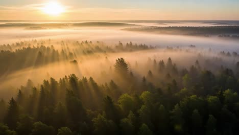 sunlight piercing through misty forest at sunrise