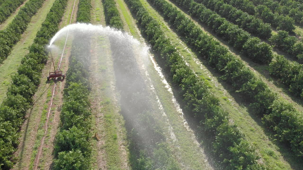 riego en plantaciones de naranjas en un día soleado en brasil