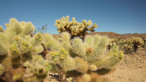 the spiky cholla cactus on the dry desert in tucson, arizona, usa on a sunny day