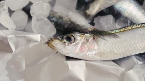 fresh sardines on ice