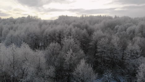 frost on trees, forest aerial view at sunrise, morning in winter woodland
