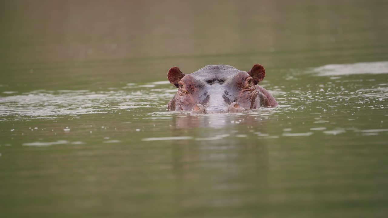 cabeza de hipopótamo que sobresale del agua zimbabwe