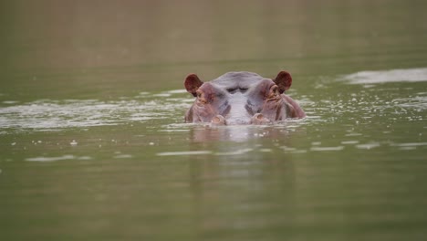 hippopotamus head sticking out of water zimbabwe