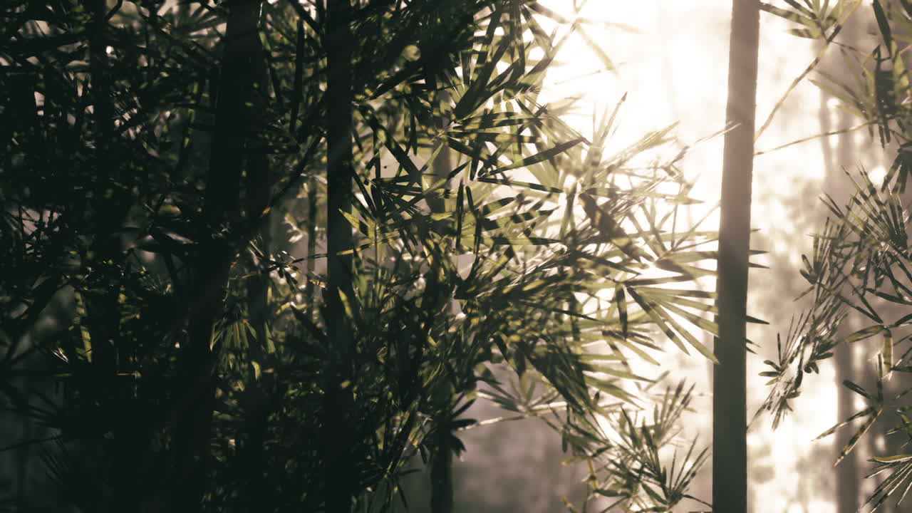 Sunlight filtering through bamboo plants in a serene forest setting