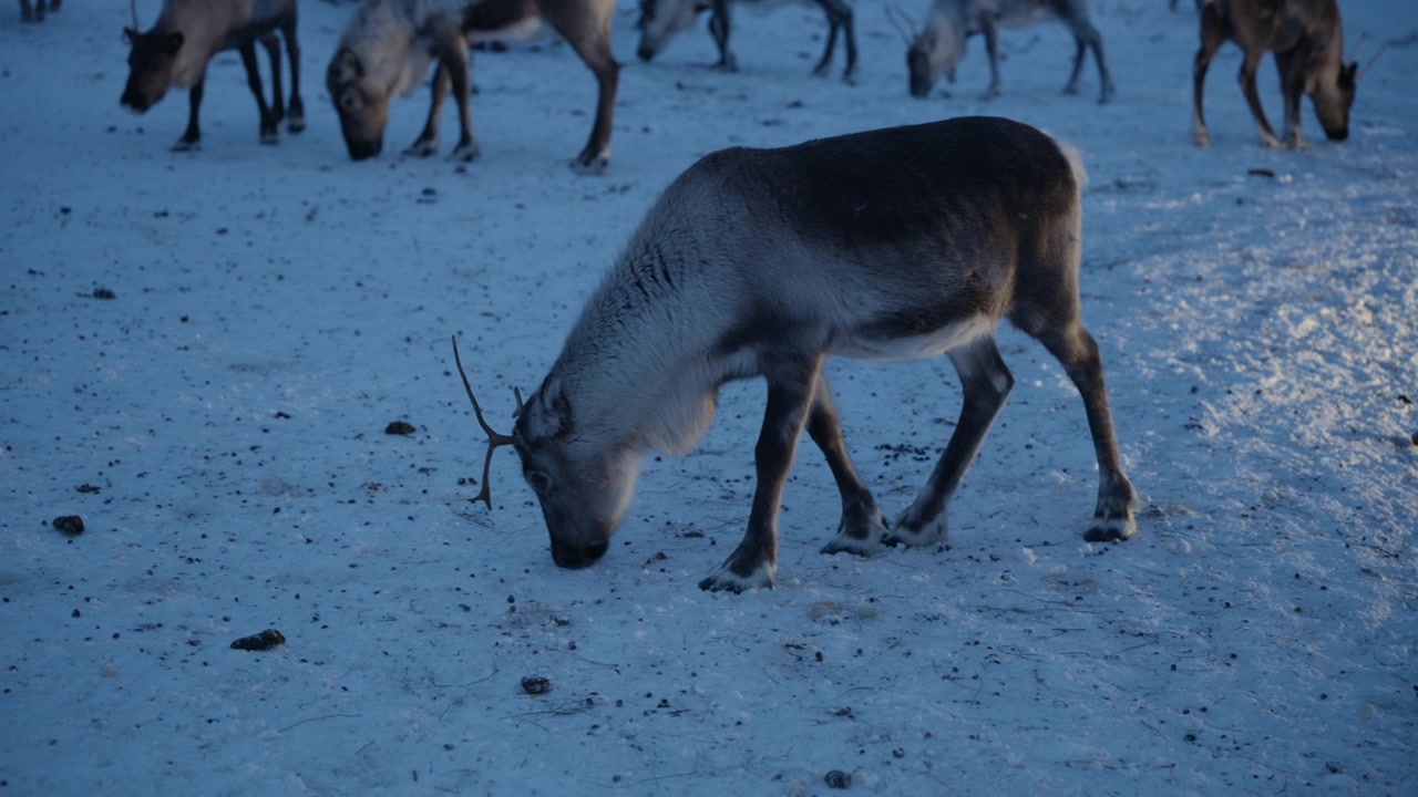Enkelt rensdyr græsser på sneklædt arktisk tundra i Norge i den blå time.