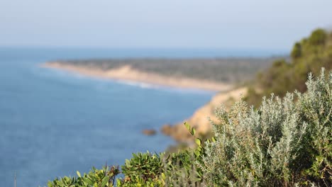 ocean and coastal vegetation in melbourne, australia